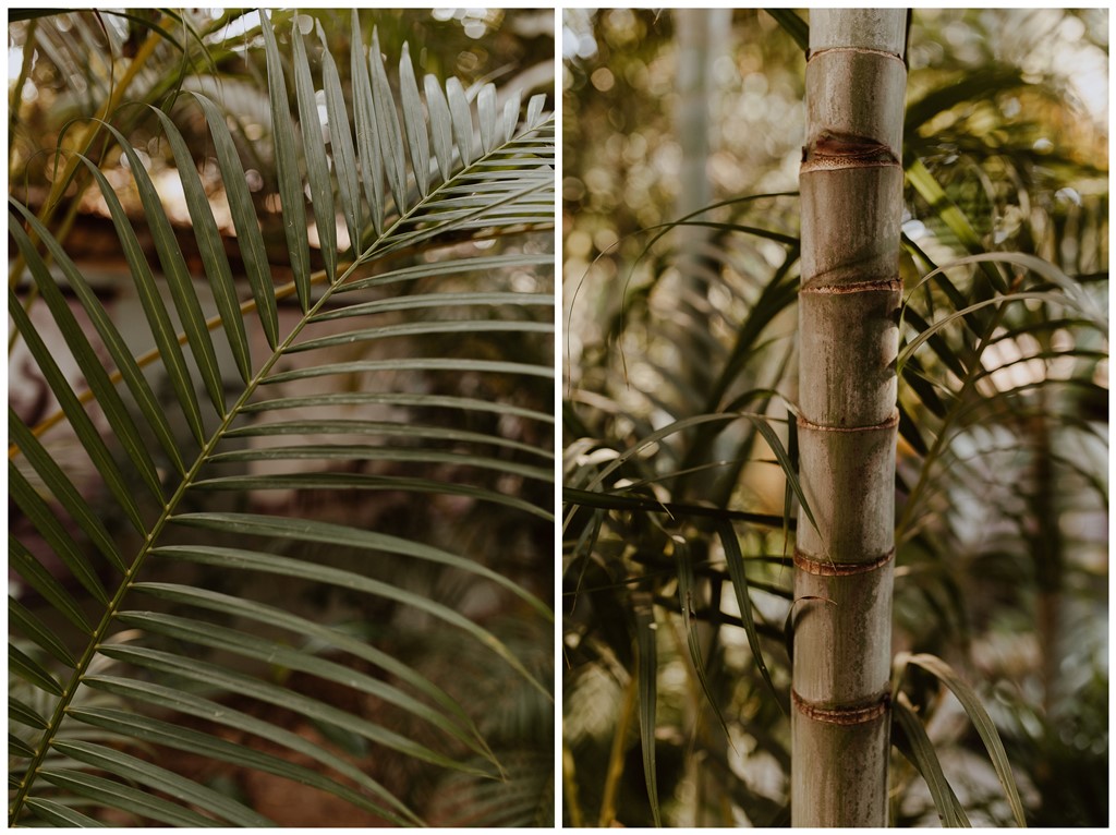 végétation palmier bambou