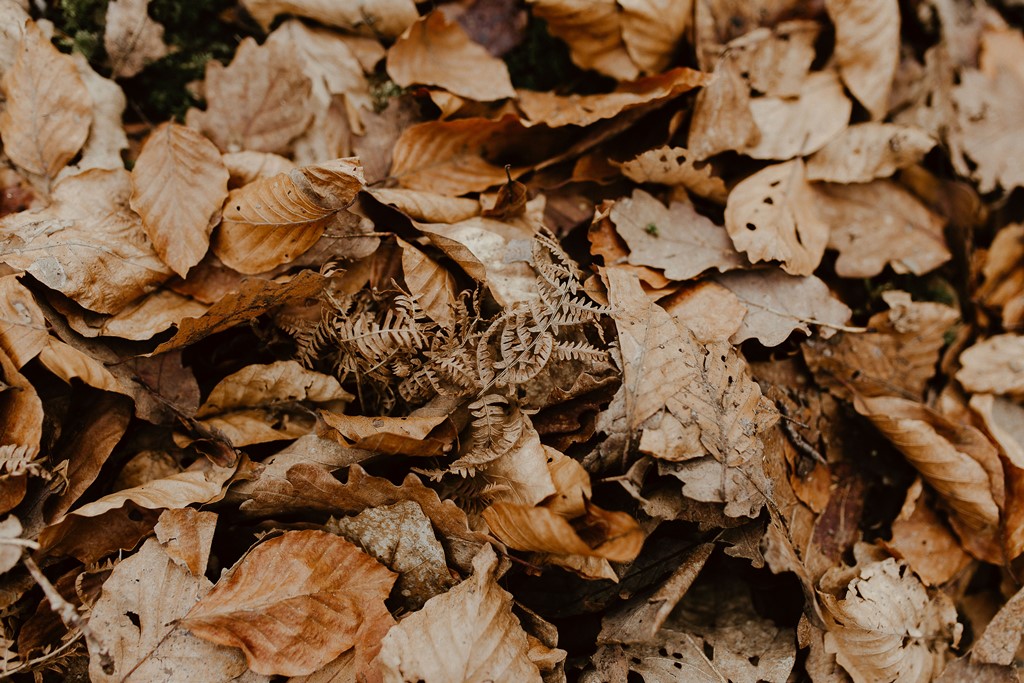 feuilles mortes automne